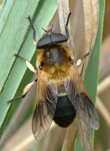 Therioplectes gigas