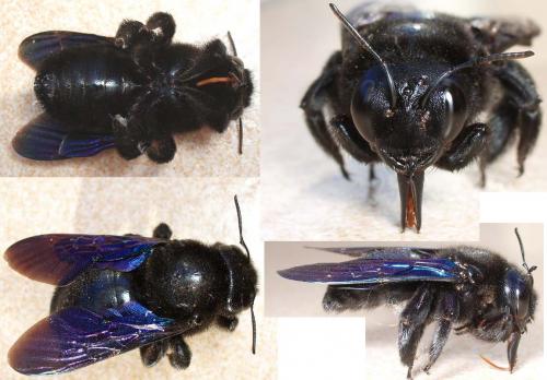 Xylocopa violacea