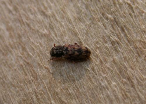 Synchita undata