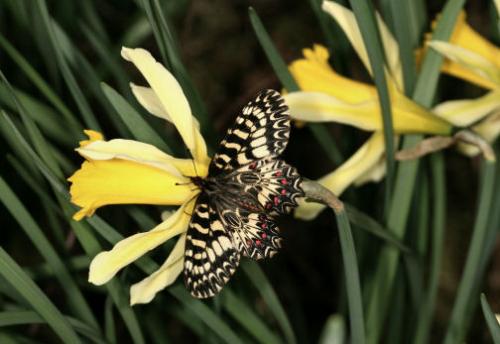 Zerynthia polyxena