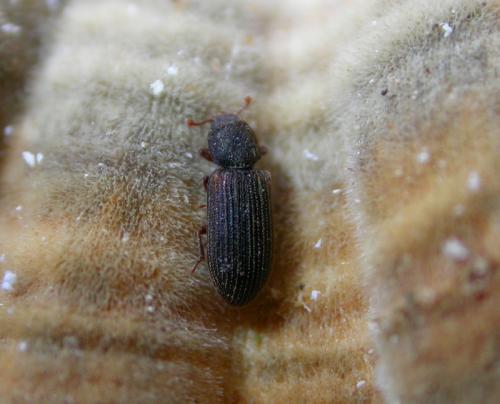 Synchita humeralis