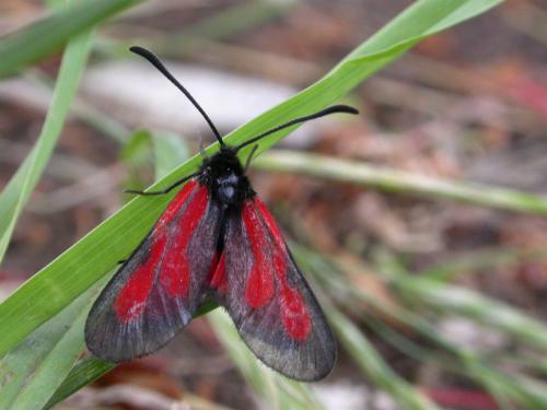 Zygaena nevadensis
