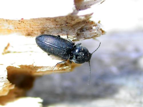 Paracardiophorus musculus