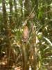 17186 – Photo : Christophe Girod – Guyane française