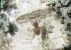 Atypus sp.