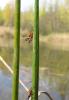 17546 – Photo : FATON Jean-Michel – France (26)