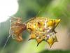 17064 – Photo : vincent dubee – Costa Rica