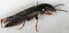 17946 – Photo : Arthropa - Benoit Martha – France (21)