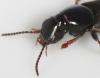 17948 – Photo : Arthropa - Benoit Martha – France (21)