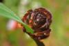 17825 – Photo : basc – France (20)