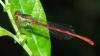 Ceriagrion tenellum