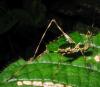 17400 – Photo : pauline montecot – Gabon