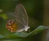 17265 – Photo : Alexandre Vinot – Guyane française