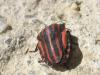 Graphosoma italicum