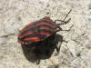 Graphosoma italicum