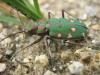 17591 – Photo : Jeremie Fevrier – France (66)