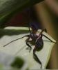 17093 – Photo : Anthony Bain – Madagascar