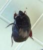 Atholus corvinus