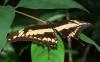 17280 – Photo : Alexandre Vinot – Guyane française