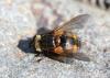 Tachina fera