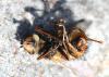 Tachina fera