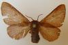 Malacosoma alpicola