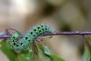 Saturnia pavonia