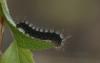 Saturnia pavonia