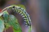Saturnia pavonia