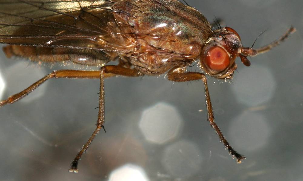 Daniel Radix - Dryomyza flaveola - réf. 17487 (1000 x 598 pixels, 55 ko)