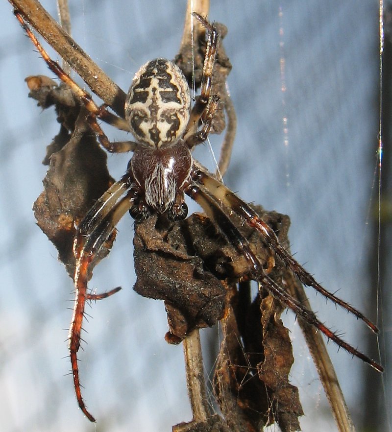 Didier Petot - Larinioides cornutus - réf. 17718 (800 x 882 pixels, 148 ko)