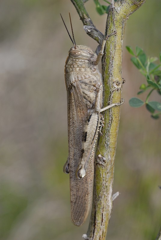 emmari - Anacridium aegyptium - réf. 17537 (536 x 800 pixels, 79 ko)