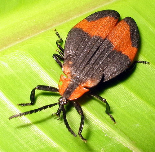 pauline montecot - Lycus sp. - réf. 17043 (500 x 492 pixels, 107 ko)