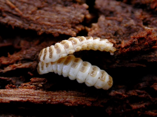 Calmont B. - Pyropterus nigroruber - réf. 17676 (500 x 375 pixels, 133 ko)