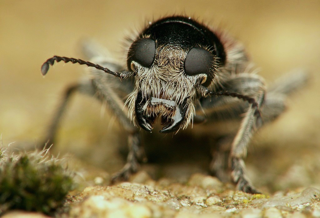 bobgaia - Clerus mutillarius - réf. 17341 (1024 x 700 pixels, 130 ko)