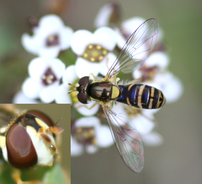 Pietro Niolu - Sphaerophoria sp. - réf. 17007 (709 x 646 pixels, 115 ko)