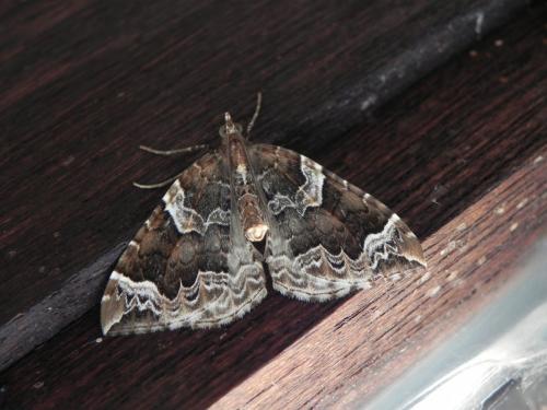 Réf. 170 126 : Eulithis prunata