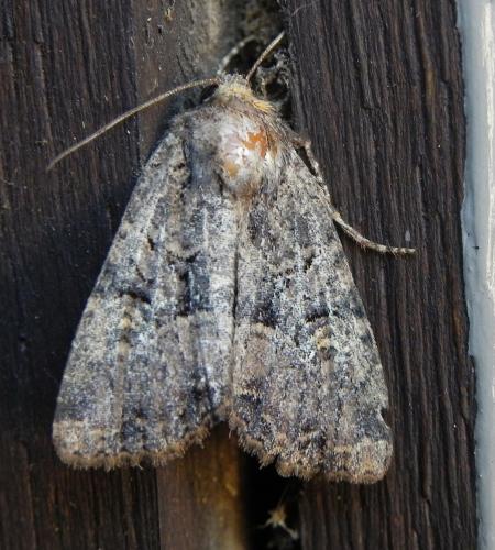 Réf. 170 125 : Mesapamea sp.