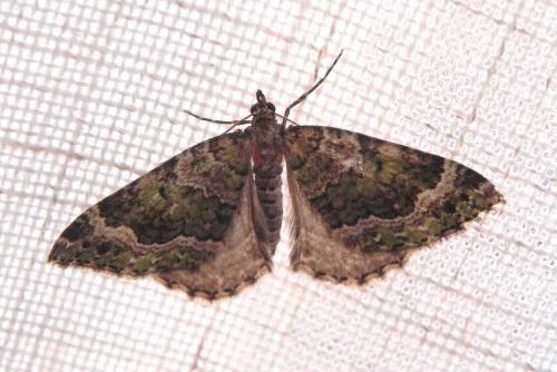 Réf. 170 196 : Colostygia olivata