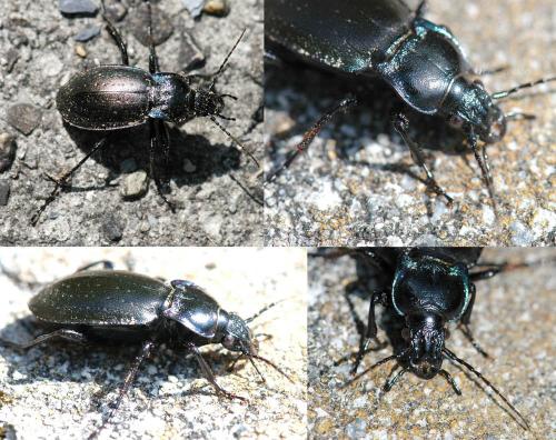 Carabus nemoralis