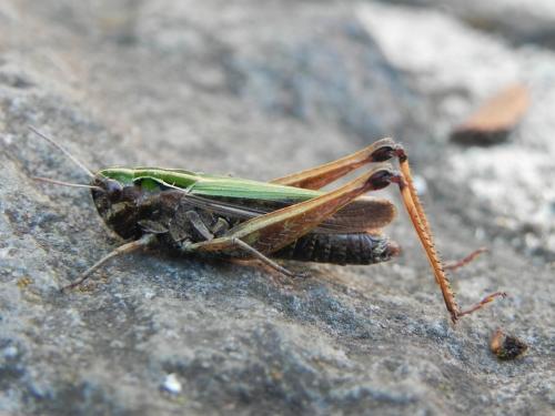 Réf. 170 225 : Omocestus viridulus