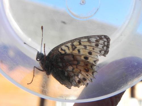 Réf. 170 222 : Argynnis niobe