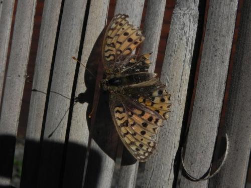 Réf. 170 221 : Argynnis niobe