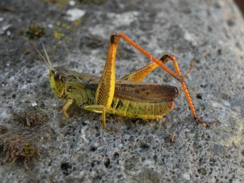 Réf. 170 211 : Stauroderus scalaris scalaris