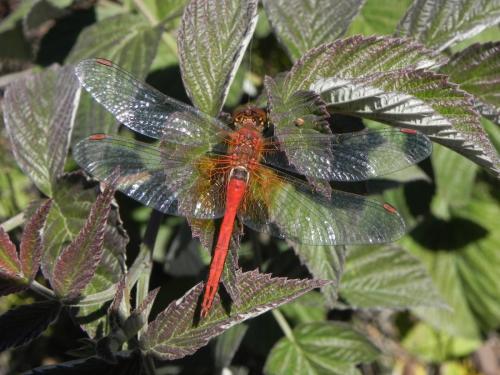 Sympetrum flaveolum