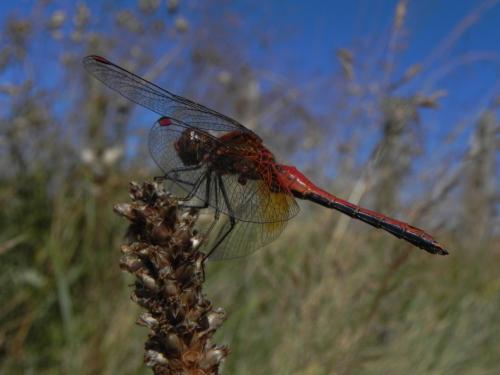 Sympetrum flaveolum