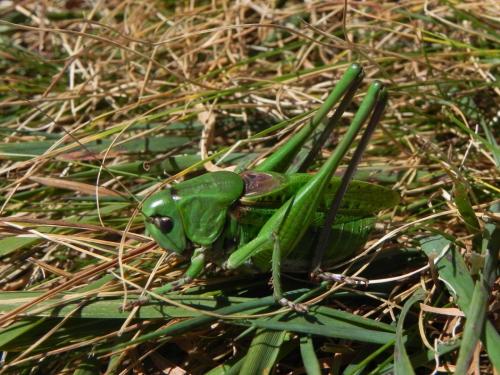 Réf. 170 229 : Decticus verrucivorus verrucivorus