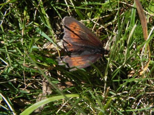 Réf. 170 235 : Erebia epiphron