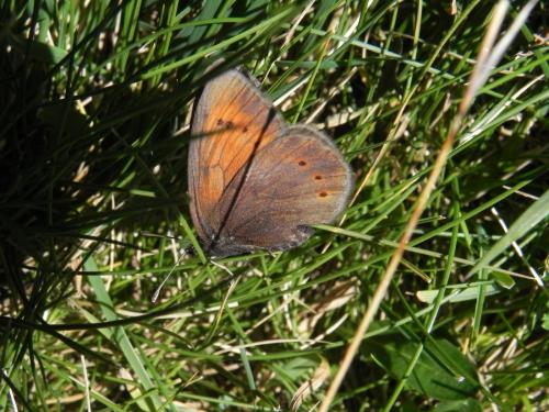 Réf. 170 234 : Erebia epiphron