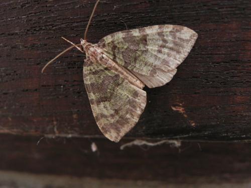 Réf. 170 236 : Hydriomena furcata